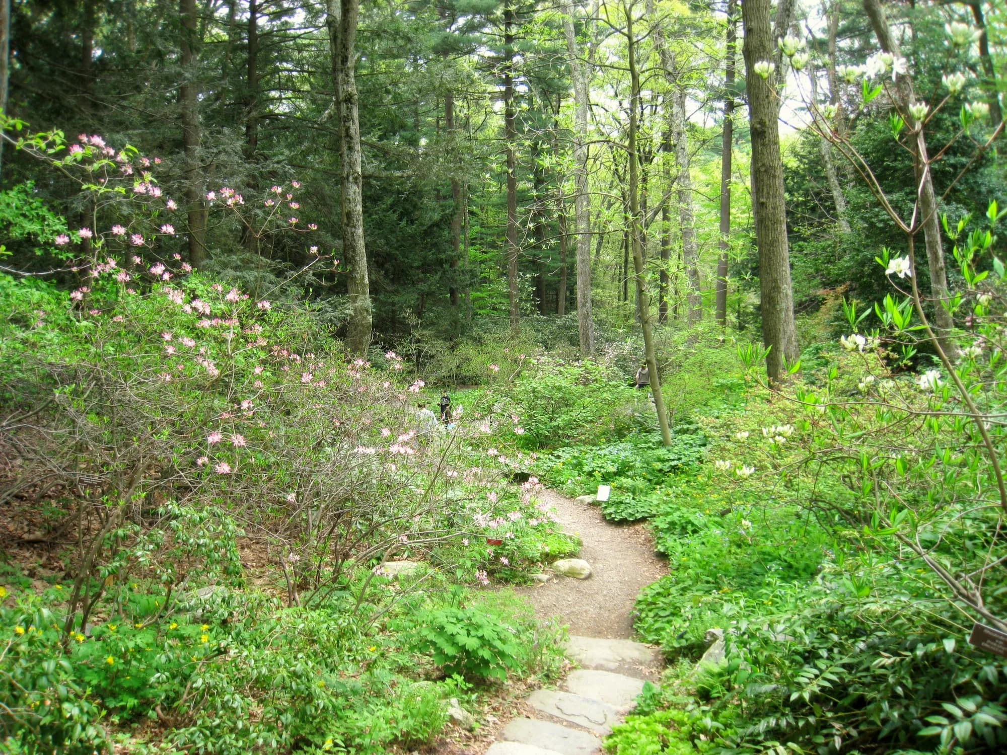Chebacco Woods trail